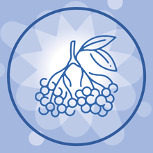 pentavite immune support daily